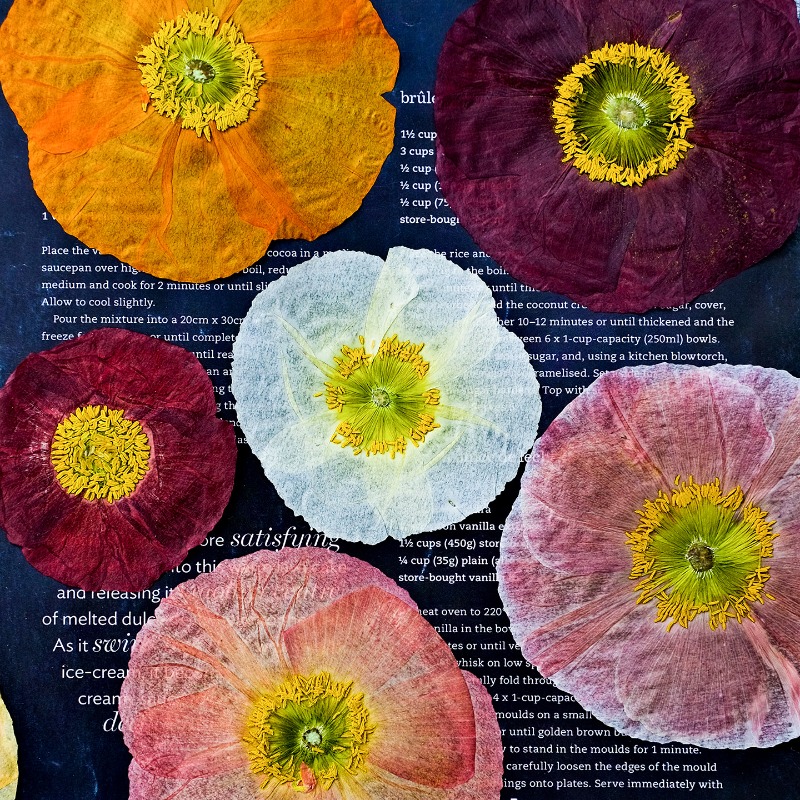 Art And Craft Nature - 1 adet, Doğa Alanı Haşhaş Preslenmiş