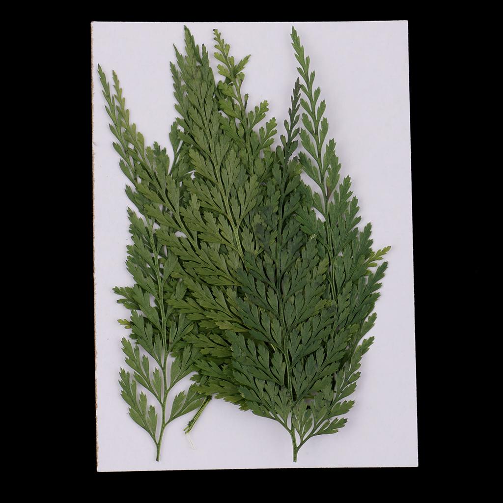 Art Craft Leaves - Reçine Sanatı, Takı Yapımı, Ev Dekorasyonu