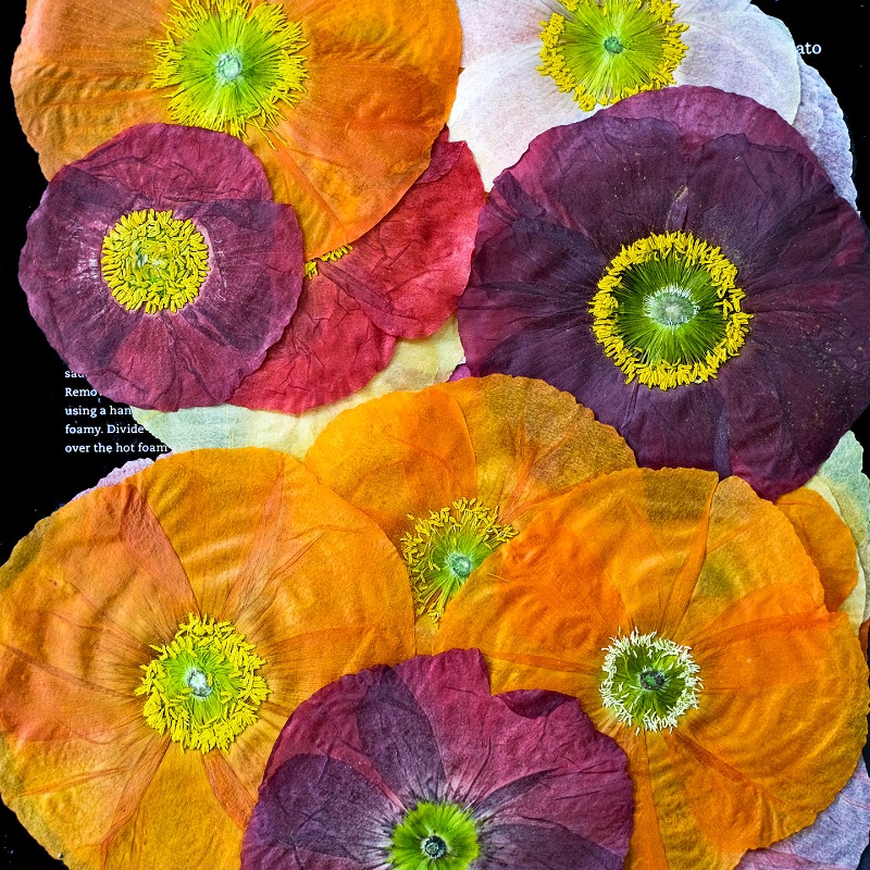 1 adet, Doğa Alanı Haşhaş Pres - Art And Craft Nature incelemesi ve fiyatı