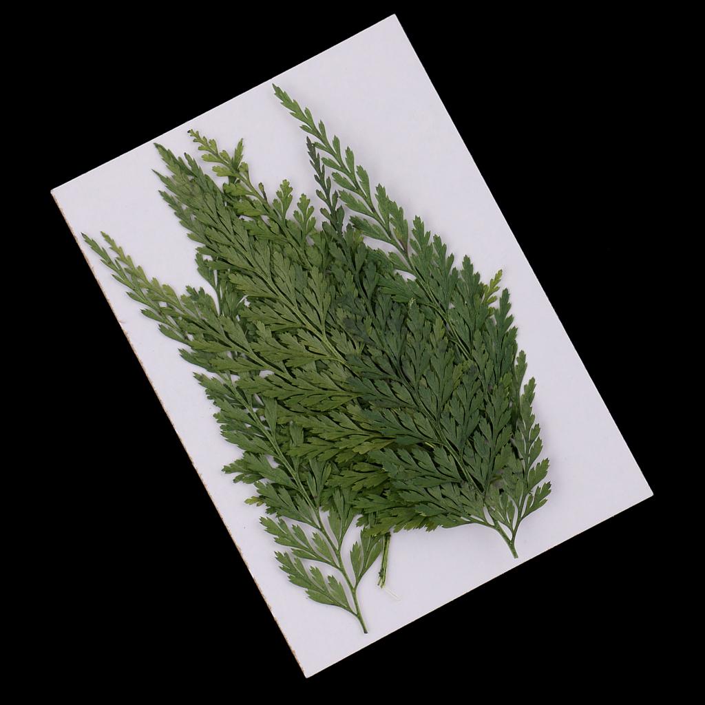 Reçine Sanatı, Takı Yapımı, Ev - Art Craft Leaves incelemesi ve fiyatı
