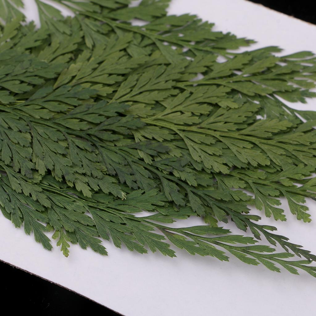 Reçine Sanatı, Takı Yapımı, Ev - Art Craft Leaves incelemesi ve fiyatı