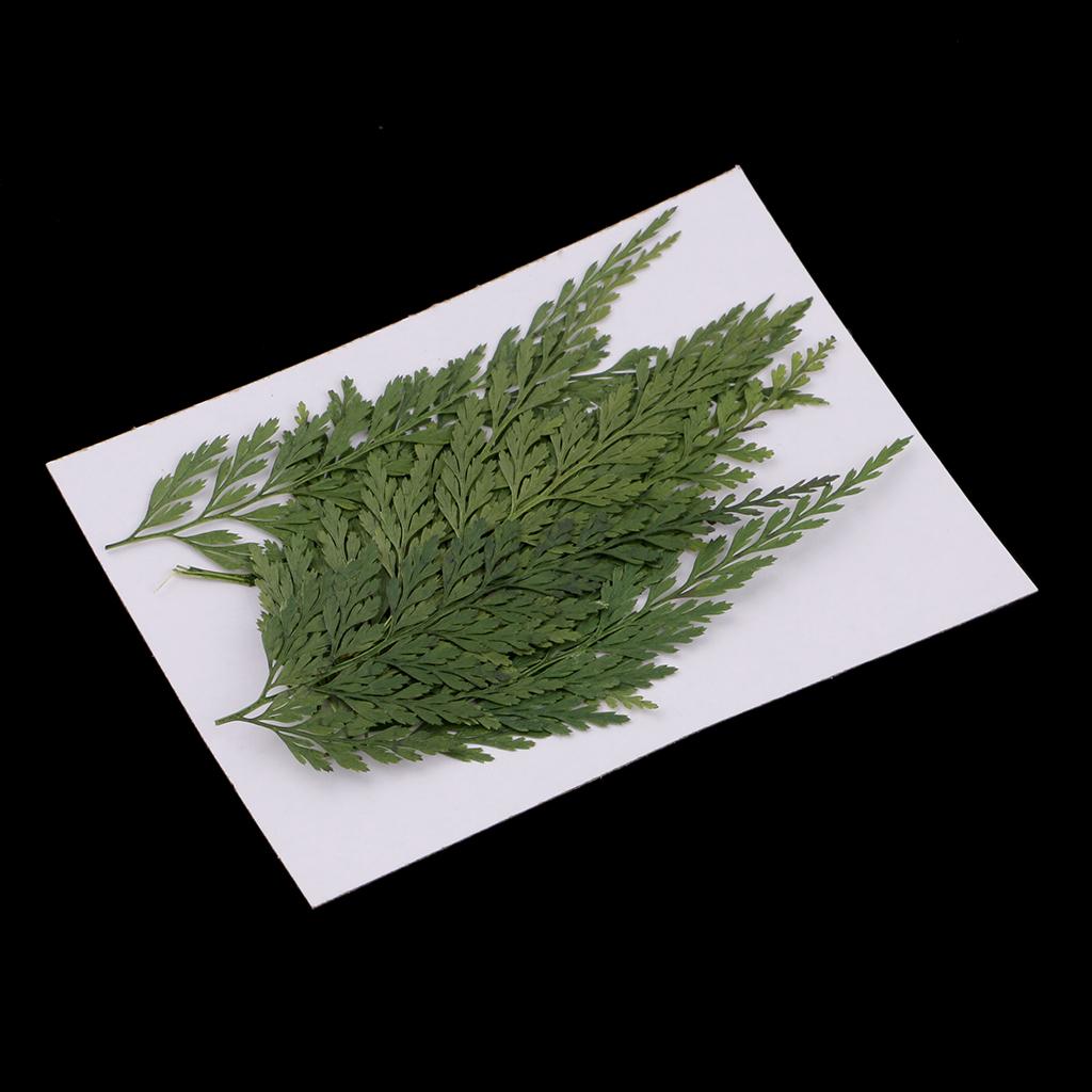 Reçine Sanatı, Takı Yapımı, Ev - Art Craft Leaves incelemesi ve fiyatı