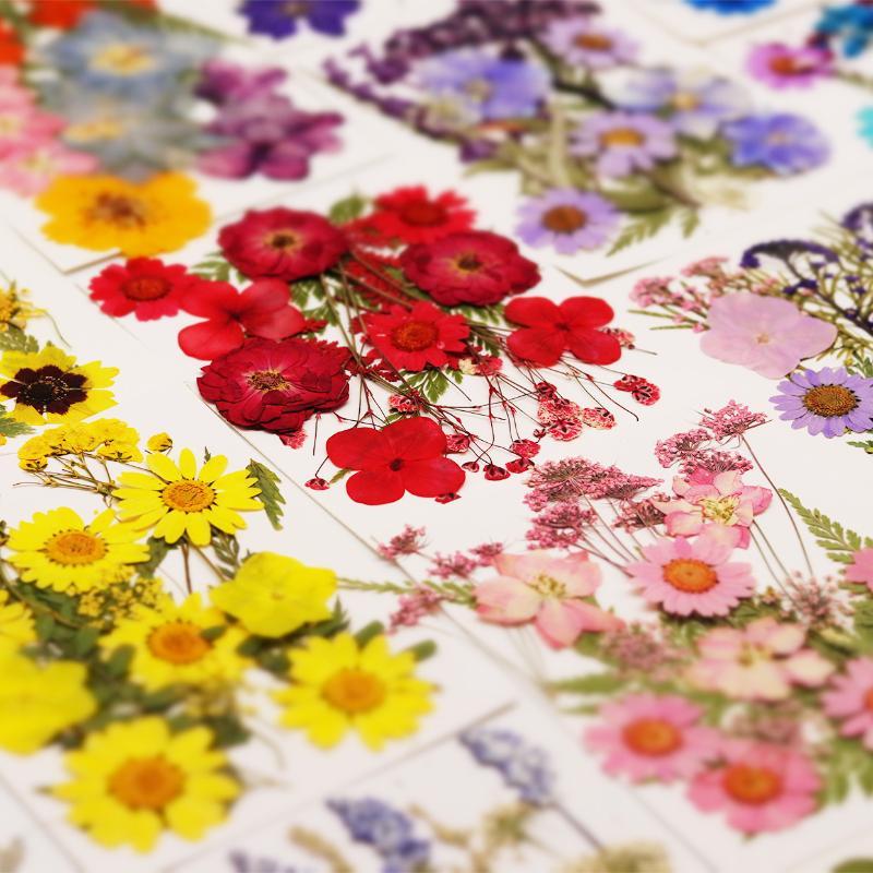 Gerçek Doğal Preslenmiş Kurutu - Art And Craft Nature incelemesi ve fiyatı
